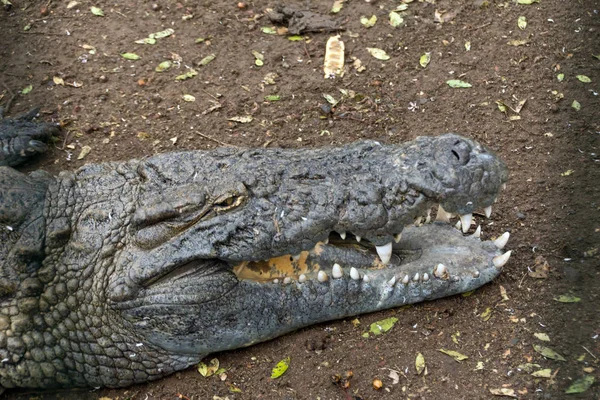 Krokodilalligator Rovdjur — Stockfoto