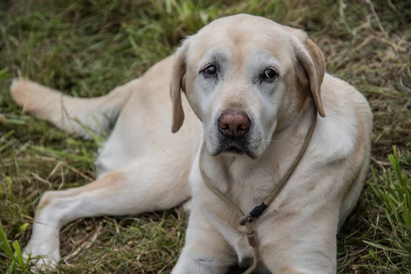 Labrador Retriever Çayırda Yatıyor — Stok fotoğraf