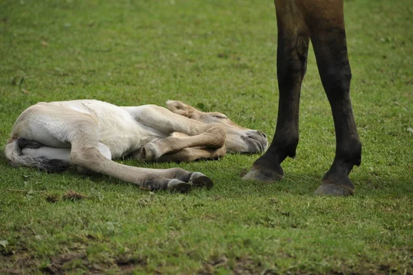 Cavalo Przewalski Com Potros — Fotografia de Stock