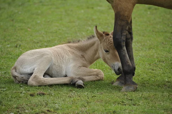 Przewalski Lova Csikókkal — Stock Fotó