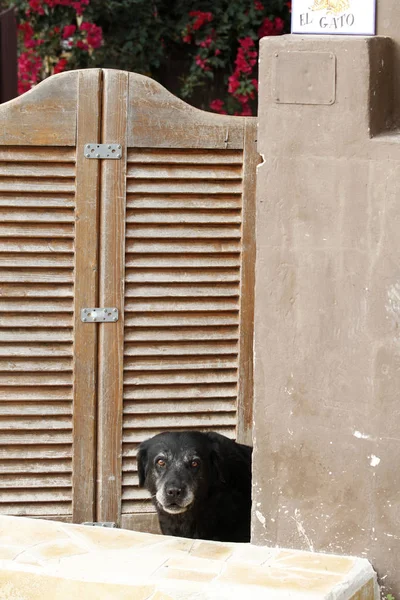 Vecchio Cane Guardia Spagna — Foto Stock