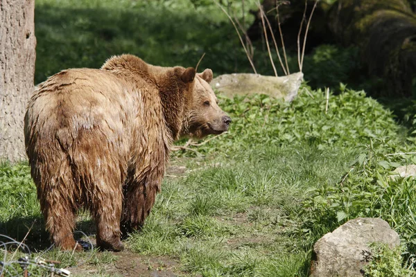 Καφέ Αρκούδα Ζώο Γκρίζλι — Φωτογραφία Αρχείου
