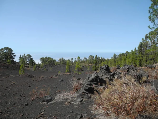 Kanariefågel Tall Träd Kanariefåglar Kanariefåglar Lava Träd Natur Singel Pinus — Stockfoto