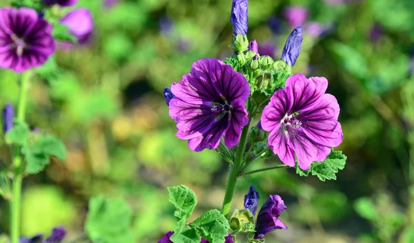 Flores Diferentes Foco Seletivo — Fotografia de Stock