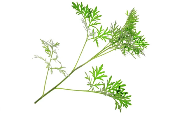 Small Branch Fresh Green Leaves Wormwood Artemisia Absinthium Isolated White — Stock Photo, Image