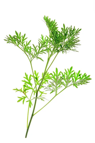 Petite Branche Aux Feuilles Vertes Fraîches Absinthe Artemisia Absinthium Libérées — Photo