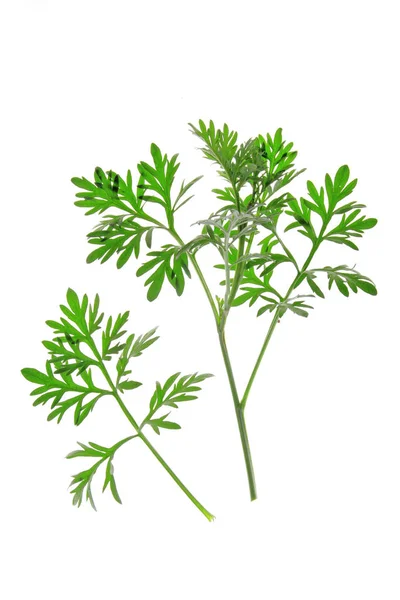 Rama Pequeña Con Hojas Verdes Frescas Ajenjo Artemisia Absinthium Aisladas — Foto de Stock