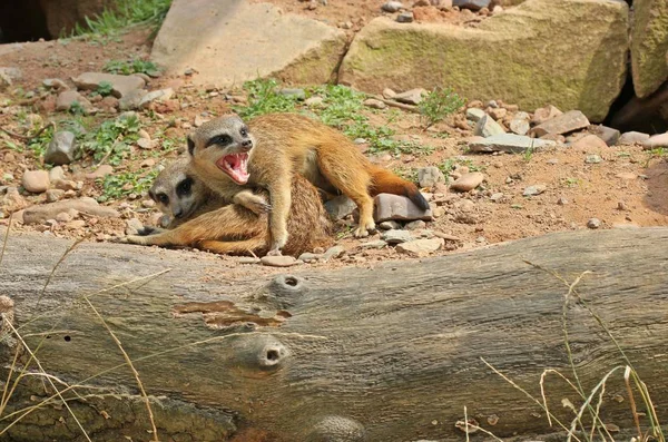 Geeuwen Meerkat Met Scherpe Tanden — Stockfoto