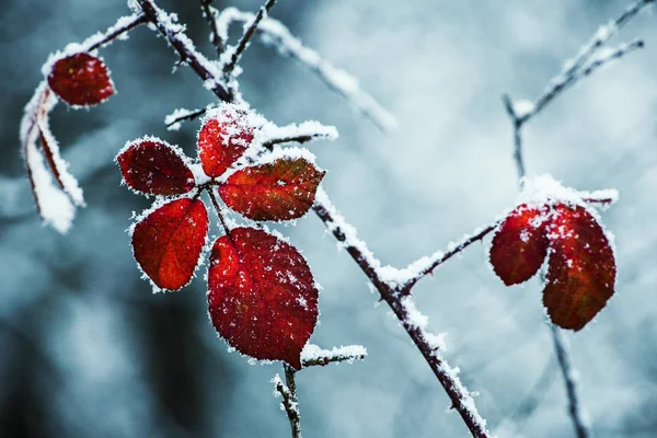 Blackberry Yaprakları Kışın — Stok fotoğraf