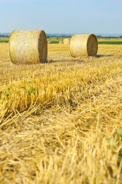 Balles Paille Sur Champ Chaume Céréales — Photo