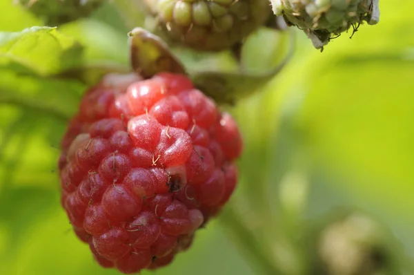 Berries Closeup Shot Healthy Food Concept — Stock Photo, Image