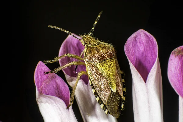 Τριχωτή Shieldbug Βιολέτα Backround — Φωτογραφία Αρχείου