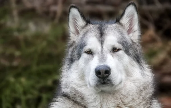 Portret Van Een Schattige Hond — Stockfoto