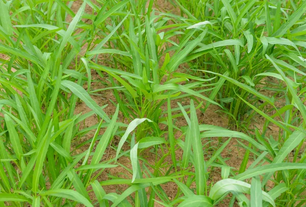 Espinafre Água Plantação Ipomoea Aquatica — Fotografia de Stock