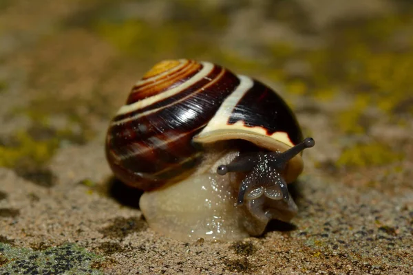 Kriechende Schnecke Der Wand — Stockfoto