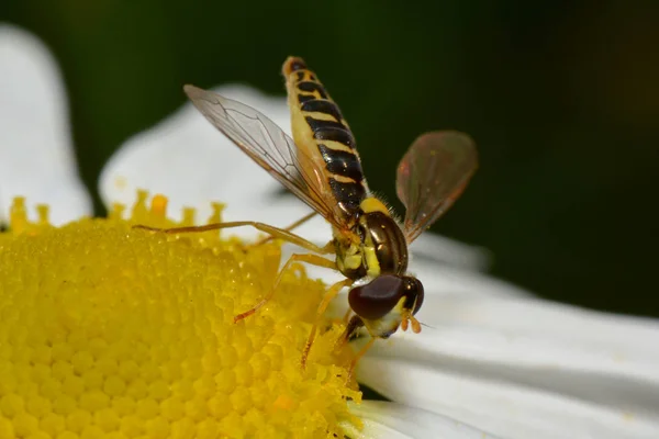 Nahaufnahme Von Insekten Der Natur — Stockfoto