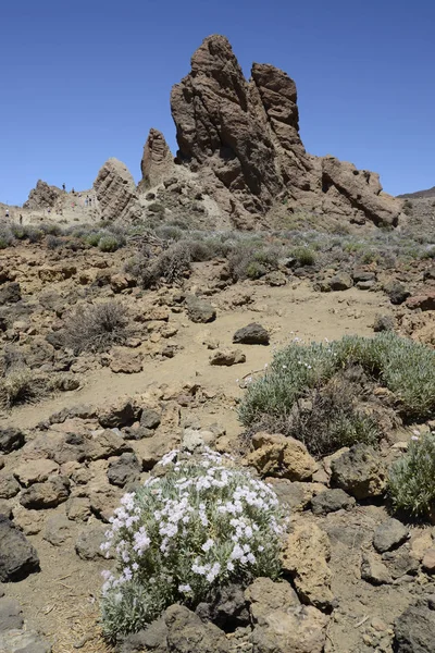 Tenerife Roques Garcia Rock Feld Birthday Canary Canary Islands Spain — стоковое фото