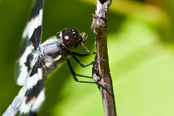 Entomología Odonata Insecto Libélula —  Fotos de Stock