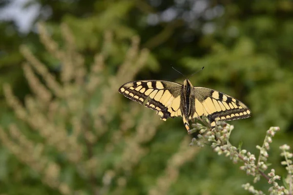 Drachenfels Üzerinde Kelebek — Stok fotoğraf
