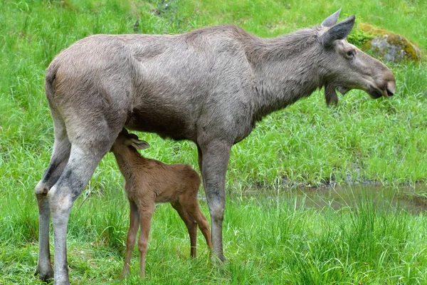 moose (alces alces) with cub in the bavarian forest national park. moose. captive