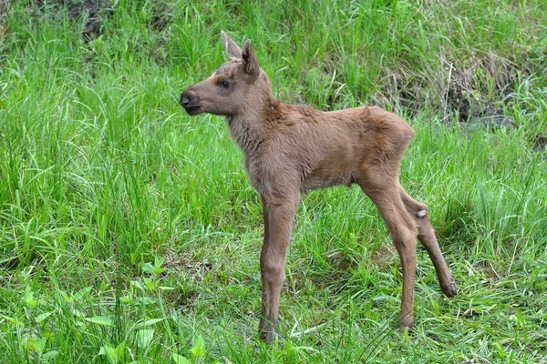 Elk Calf Alces Alces Bavarian Forest National Park Moose Captive — Stock Photo, Image