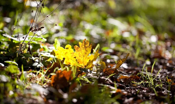 季節の移ろいを告げる森の床に横たわる太陽に照らされたカラフルな黄色の秋や秋の葉 — ストック写真