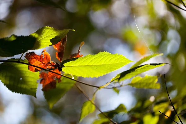 Jesienne Liście Zielonymi Martwymi Liśćmi Oświetlone Słońcem Rosnącym Drzewie Lesie — Zdjęcie stockowe