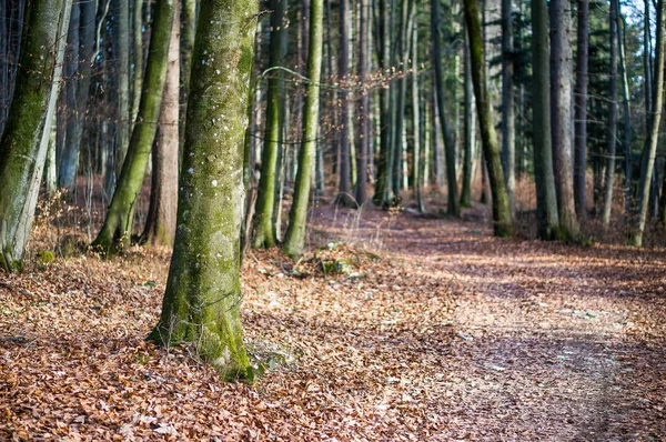 Φθινόπωρο Δάσος Μονοπάτι — Φωτογραφία Αρχείου