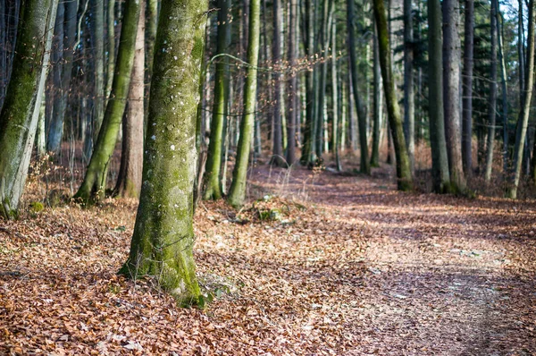 Jesień Las Ścieżka — Zdjęcie stockowe