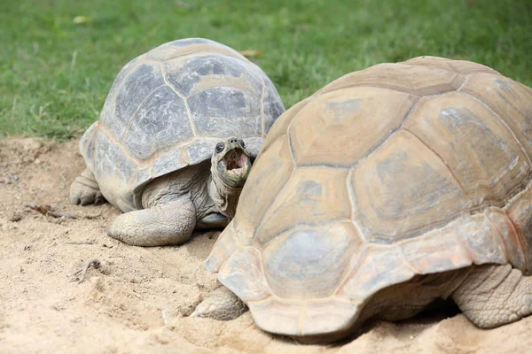Подробности Гигантской Черепахе Альдабра Природе — стоковое фото