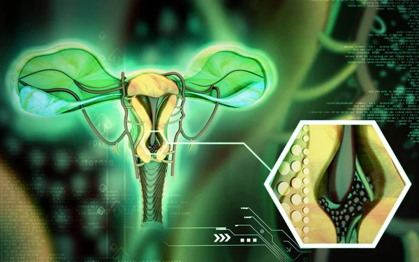 Ilustração Digital Uterus Fundo Colorido — Fotografia de Stock