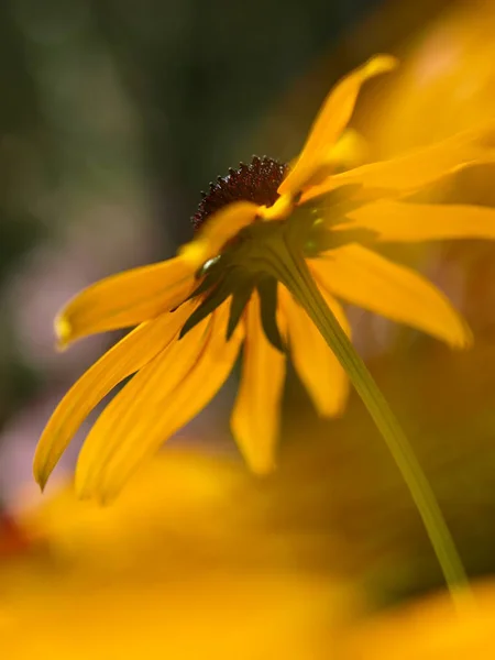 Sommar Flora Blomma Och Botanik Koncept — Stockfoto