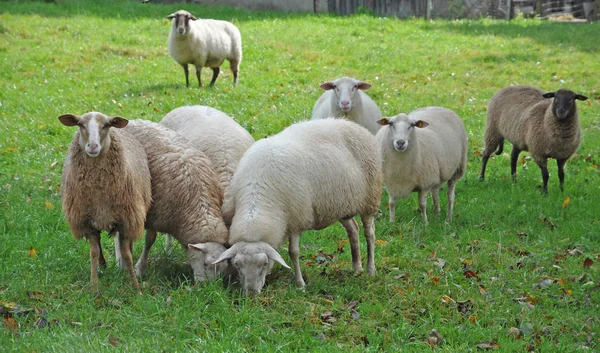 Πρόβατα Πρόβατα Βόσκηση Βόσκηση Βόσκηση Ζώα Ζώα Φορείς Χρήση Γεωργία — Φωτογραφία Αρχείου
