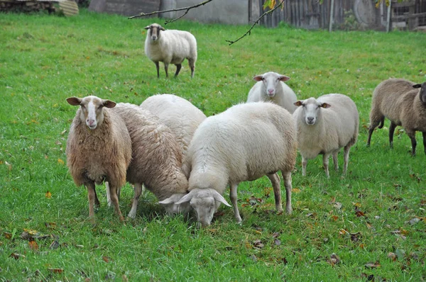 Oveja Ovino Pastoreo Schafweide Schafweide Animal Animal Animal Granja Animales — Foto de Stock