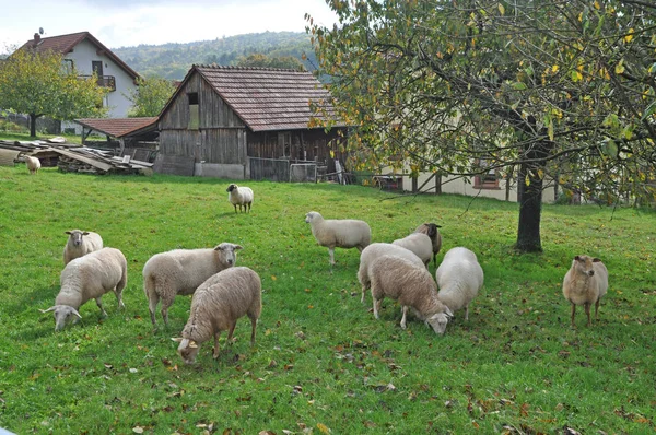 Moutons Moutons Pâturage Pâturage Pâturage Animaux Animaux Porteur Utilisation Agriculture — Photo