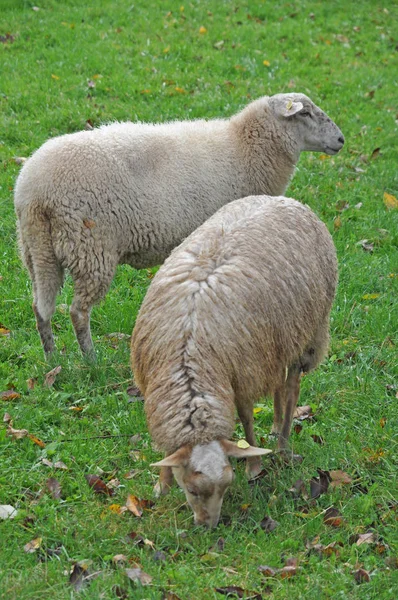 Moutons Moutons Pâturage Schafweide Schafweide Animaux Animaux Animaux Ferme Animaux — Photo