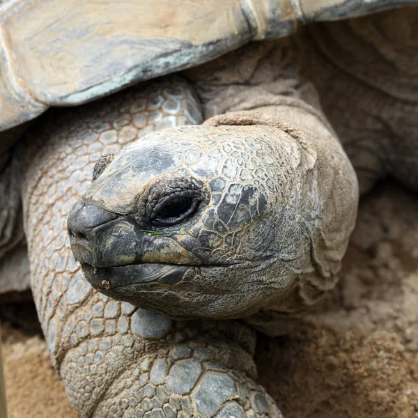 Detalles Una Tortuga Gigante Aldabra Naturaleza — Foto de Stock