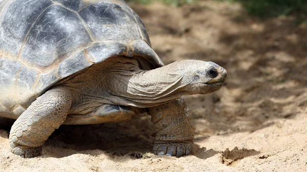 Details Van Een Aldabra Reuzenschildpad Natuur — Stockfoto
