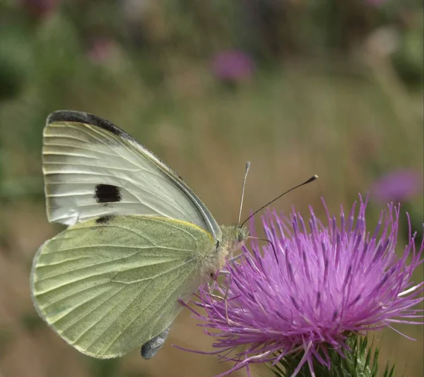 Vue Rapprochée Beau Papillon Coloré — Photo