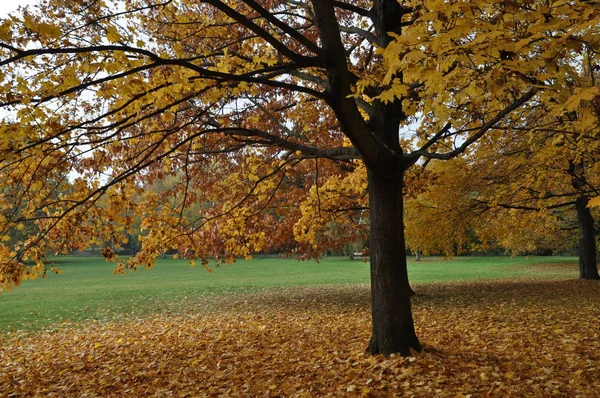 Jesienny Las Jesień Drzewo Drzewa Park Zielony Zamek Park Frankfurt — Zdjęcie stockowe