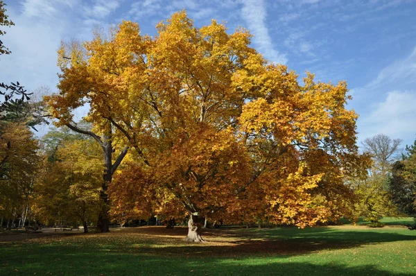 Sycamore Φθινόπωρο Δέντρο Φθινόπωρο Χρώματα Του Φθινοπώρου Πολύχρωμα Κίτρινα Φύση — Φωτογραφία Αρχείου