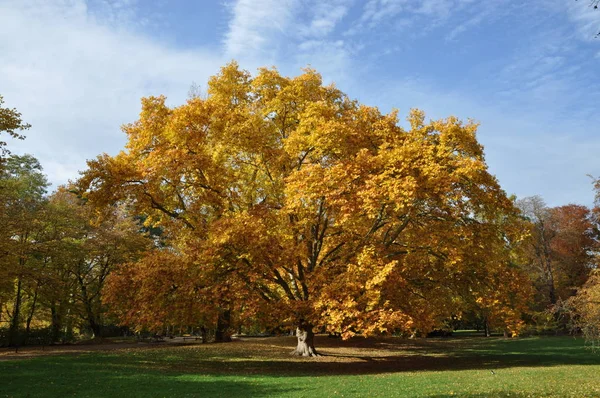 シカモア 木の秋 秋の色 カラフルな 秋の葉 フィールド 牧草地 一人で — ストック写真