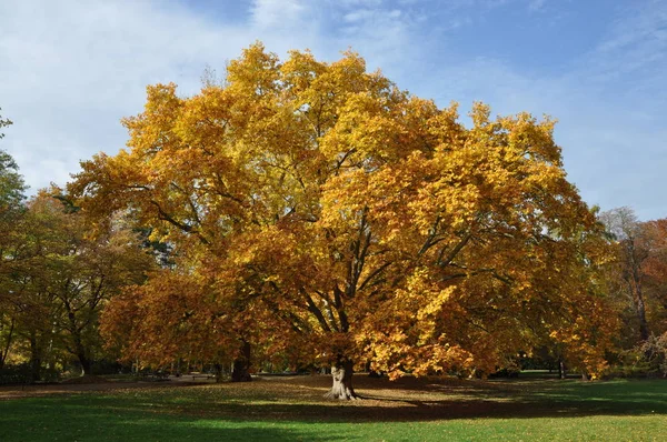 秋の木 秋の色 カラフルな 秋の葉 フィールド 牧草地 — ストック写真