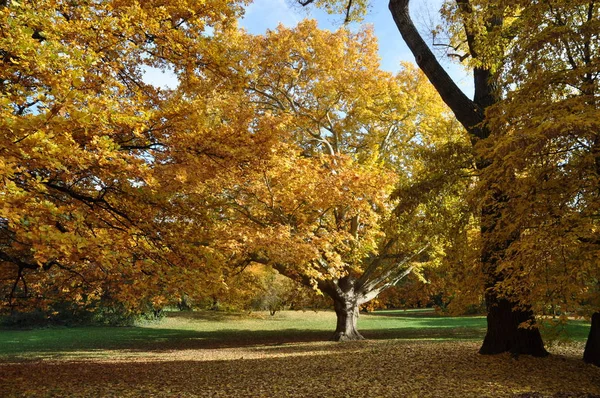 Sycamore Jesień Drzewo Jesień Kolory Jesieni Kolorowe Żółty Natura Sezon — Zdjęcie stockowe