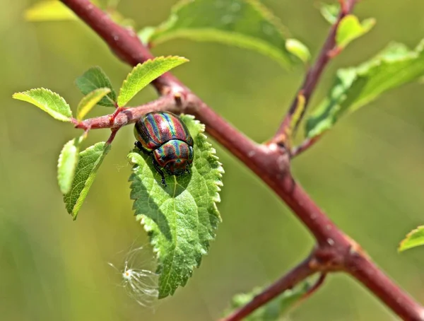 Regenbogenblattkäfer Chrysolina Cerealis Auf Schlehen — Stockfoto