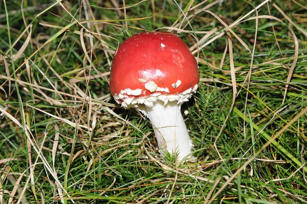 Toadstool Μανιτάρι Δηλητήριο Δηλητηριώδες Toadstool Amanita Muscaria Amanita Muscaria Μανιτάρι — Φωτογραφία Αρχείου