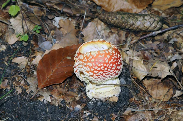 Toadstool Mushroom Poison Poisonous Toadstool Amanita Muscaria Amanita Muscaria Mushroom — Stock Photo, Image