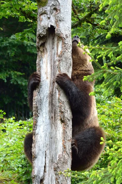 Καφέ Αρκούδα Ursus Arctos Αναρρίχηση Βαρβαρικό Δάσος Ένα Δέντρο Στο — Φωτογραφία Αρχείου