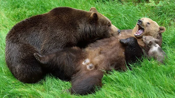 Brązowy Niedźwiedź Zwierzę Grizzly — Zdjęcie stockowe