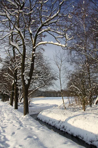 Árvores Nevadas Fluxo — Fotografia de Stock